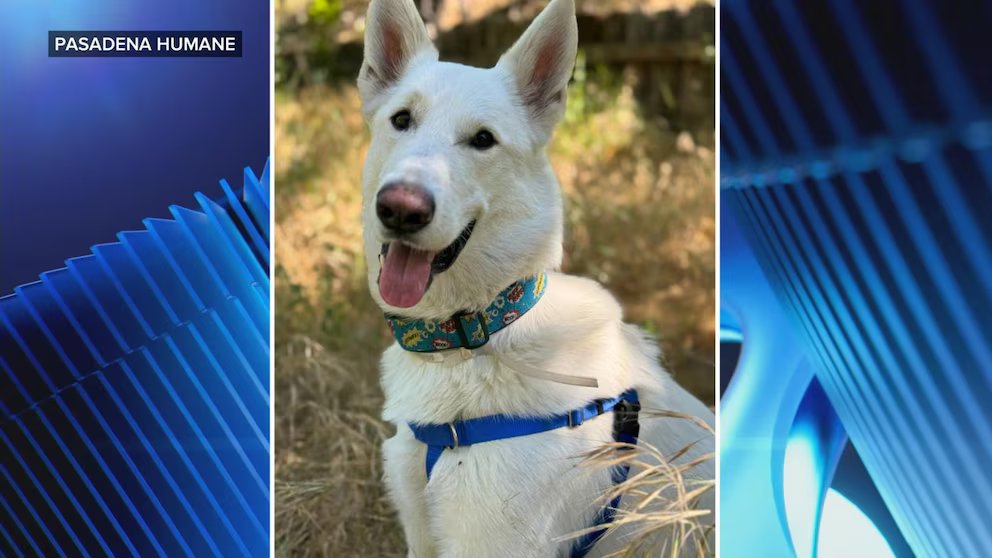 WATCH:  A pup's new home after surviving the Eaton fire