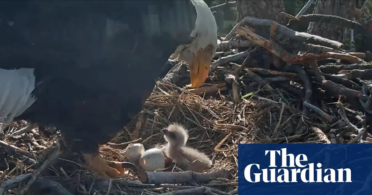 Hatchings of two California bald eagle chicks delight vast livestream audience | California