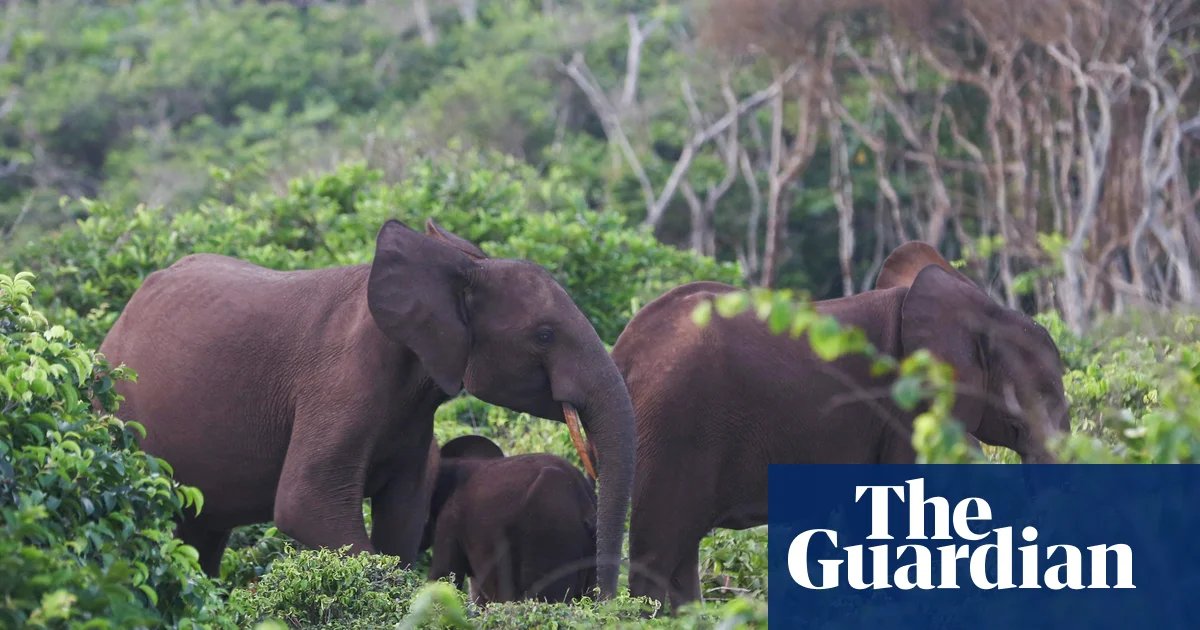 US millionaire big-game hunter dies after being crushed by elephants | California