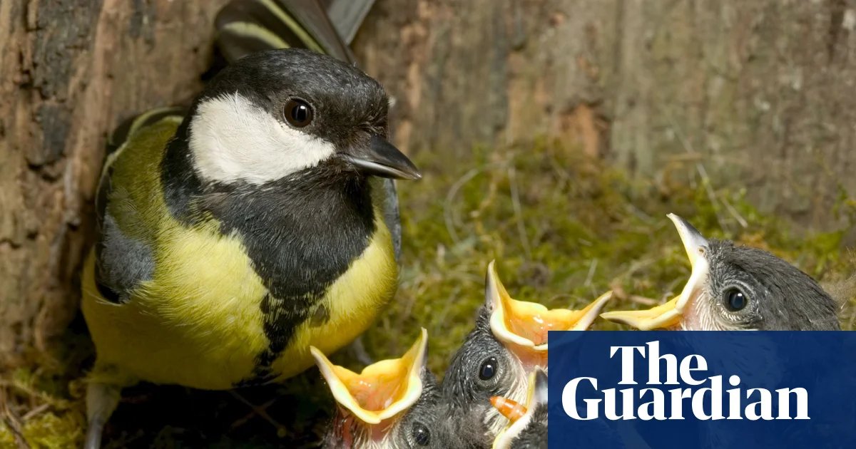 From early birds to emerging butterflies: UK shows signs of earliest spring on record | Spring