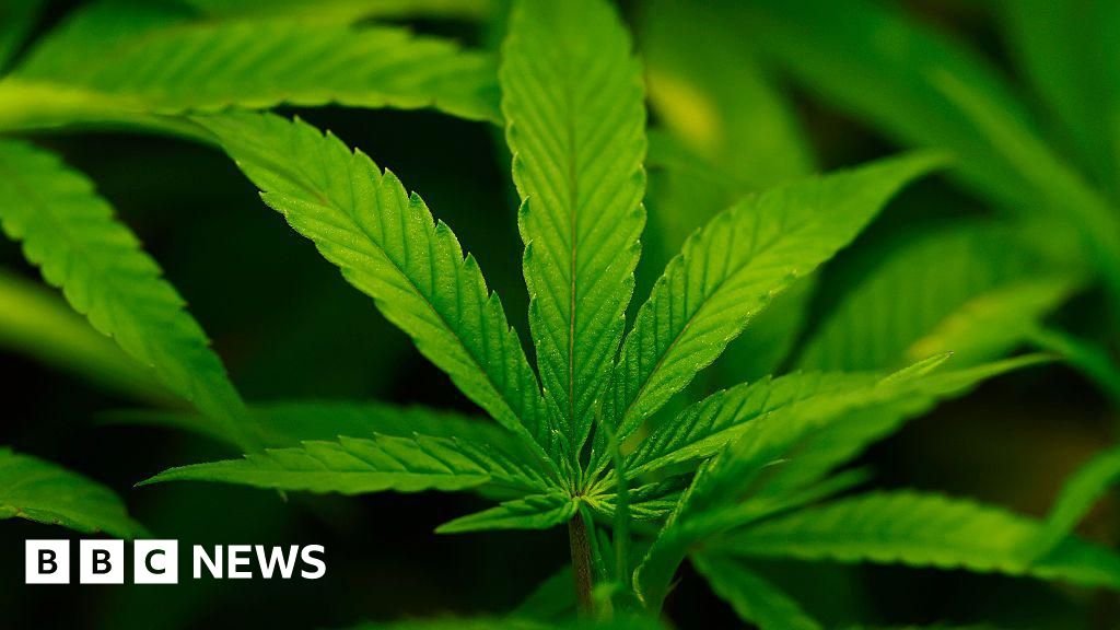 Trump administration reclassifies cannabis as less dangerous