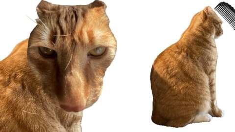 The Dark Souls Of Cat Grooming Games Is Taking The Internet By Storm