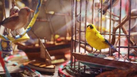 Arc Raiders Avian Alarm Project – All Steps And Rewards