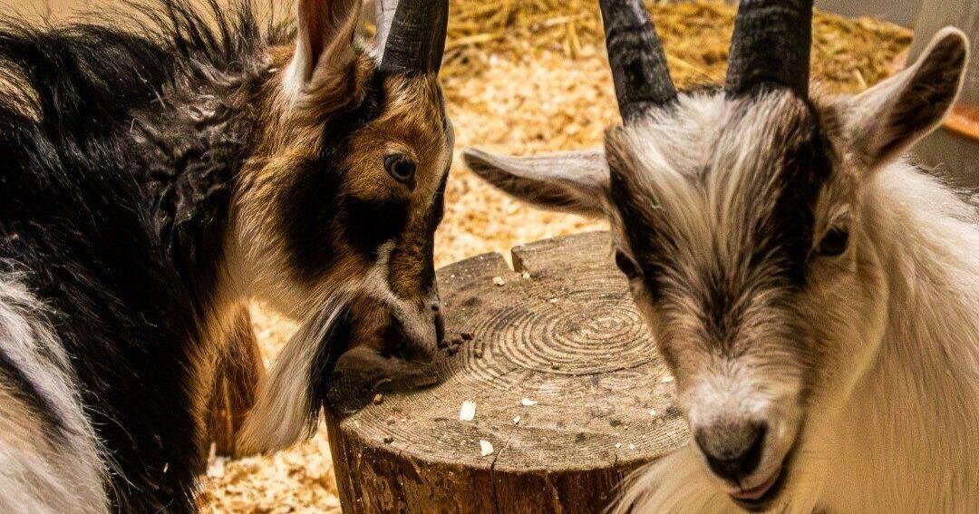 'Double the cuteness, double the fun': Toronto Zoo welcomes two young goats