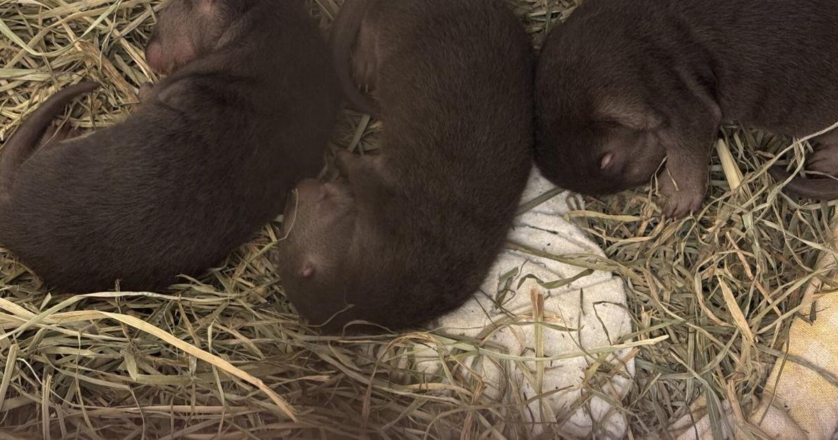 'Not one, not two, but three otter pups:' The first river otters born at the Toronto Zoo in over 40 years