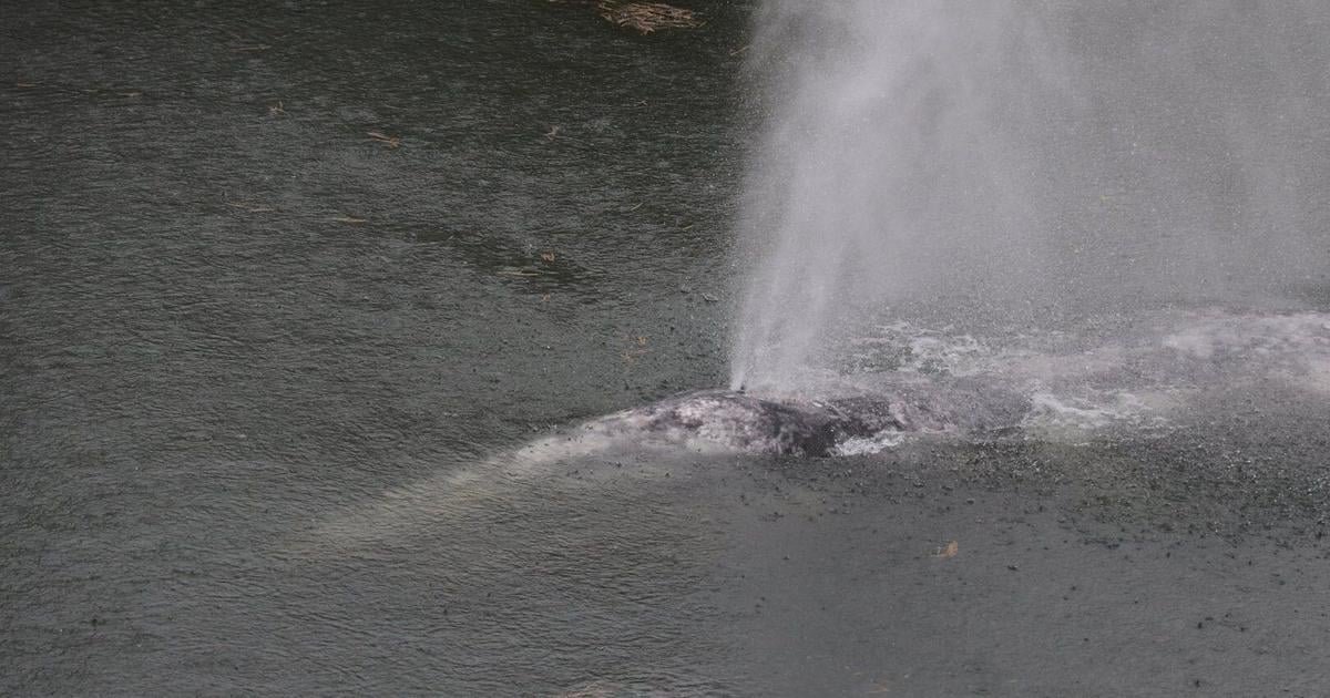 A gray whale that swam 20 miles up a Washington state river is found dead