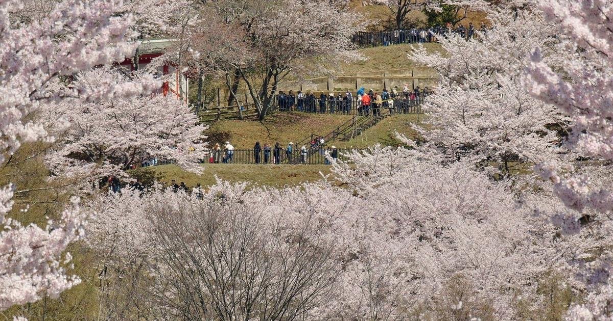 Japanese town sours on the crowds coming to see cherry blossoms and Mount Fuji