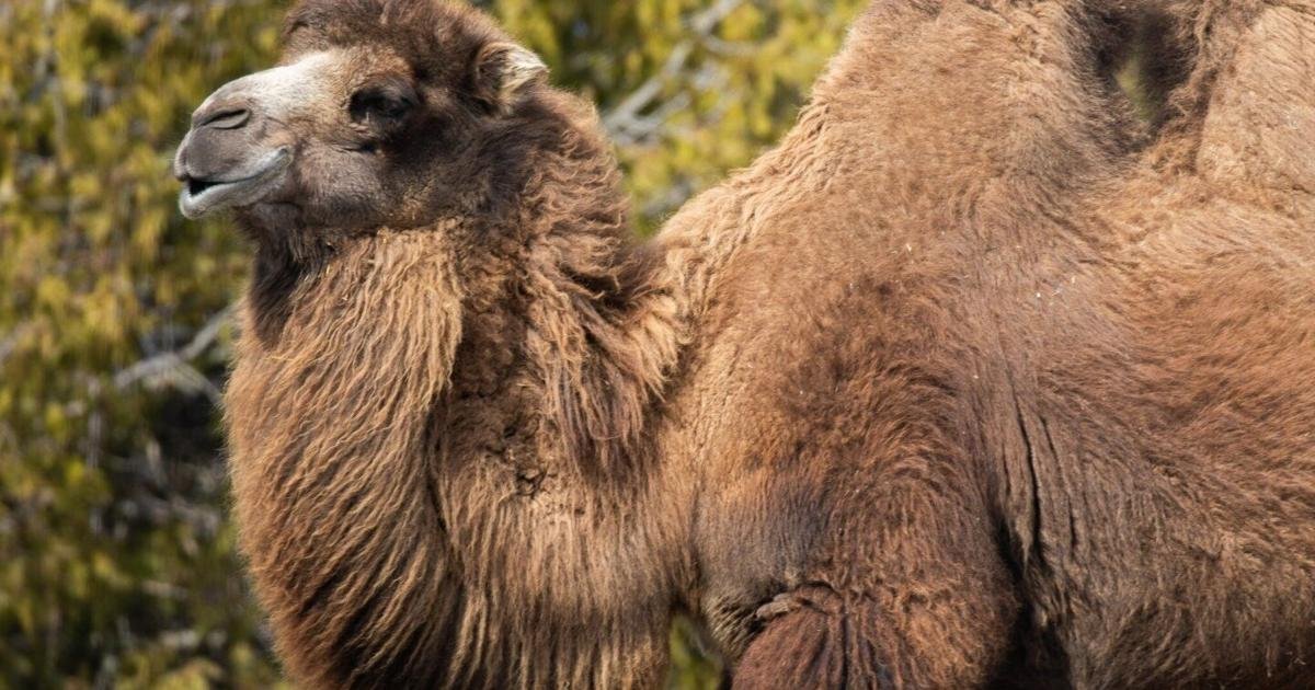 Camel from endangered species expecting baby at Toronto Zoo