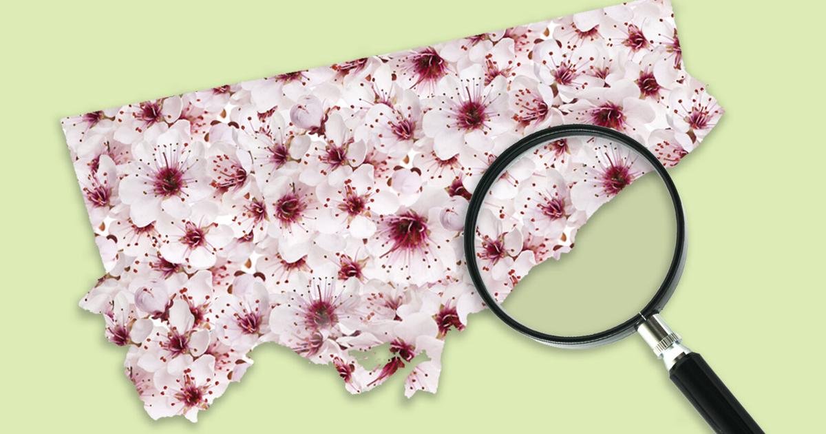 The hunt for Toronto’s 3,000 cherry blossoms: A guide to this year's peak bloom