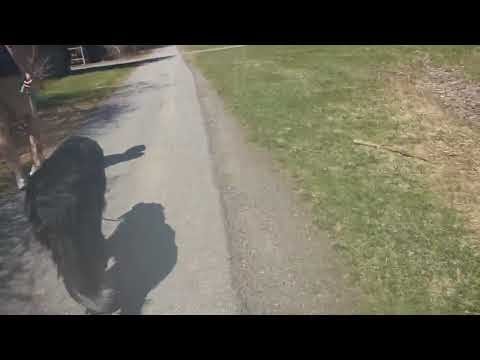 THE FIFTH COLUMN: Bridlewood Hydro Lines Pathways Updates with Videos