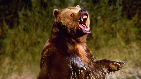 Politics and its Discontents: Bears And Ad Hominems