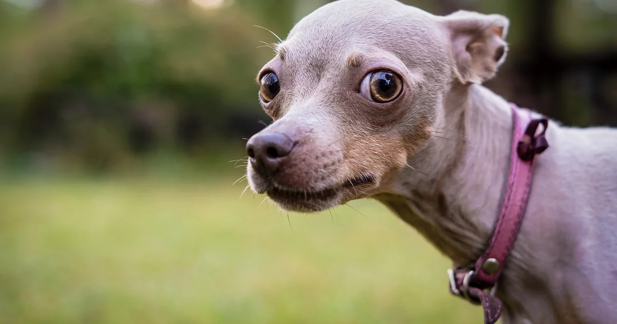 What we’ve been playing – “Help me, someone, please, I have pets to feed”