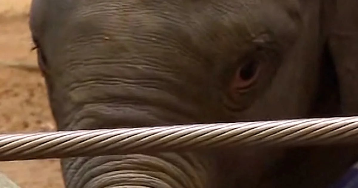 National Zoo’s baby elephant prepares for public debut