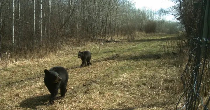 Did you know Elk Island National Park has black bears?