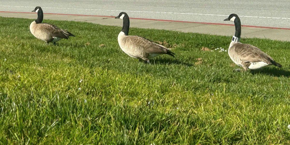 One town’s scheme to get rid of its geese