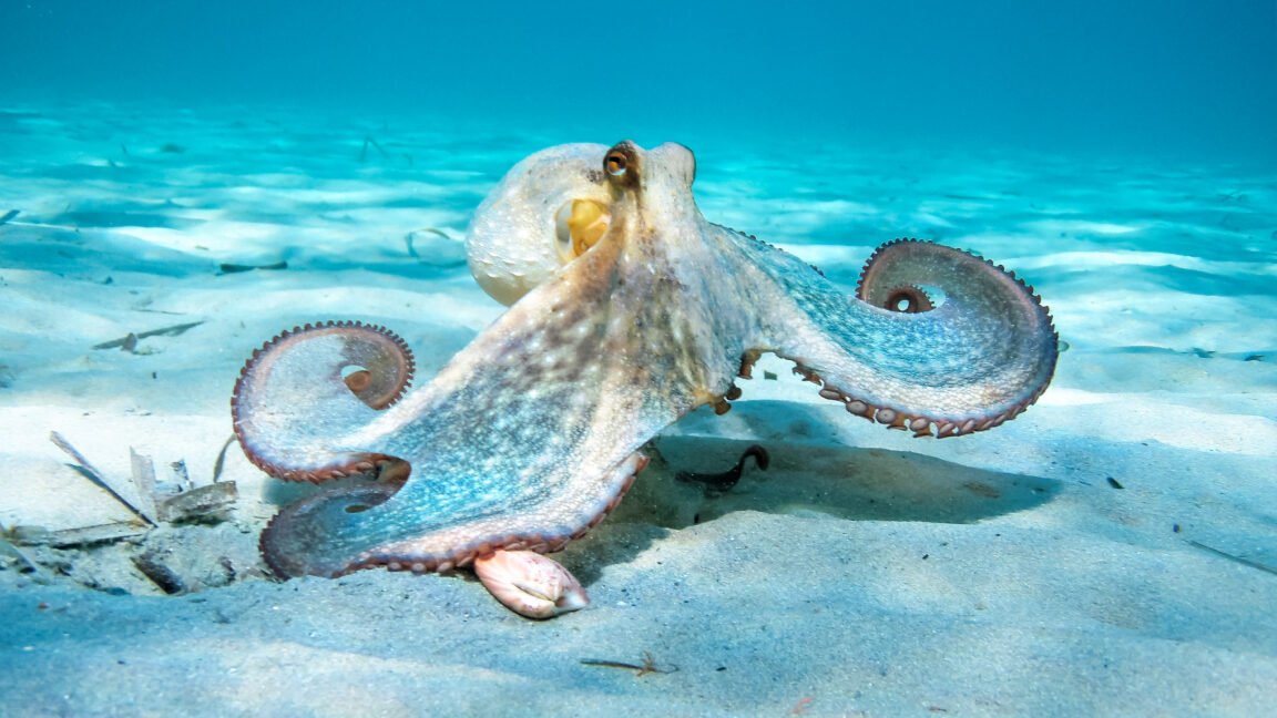 Oldest octopus fossil found to not be an octopus