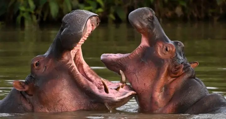 Dozens of ‘cocaine hippos’ tied to drug lord Pablo Escobar to be euthanized – National