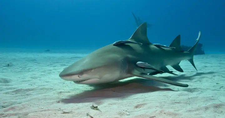 Cocaine, caffeine found in sharks in the Bahamas, study says – National