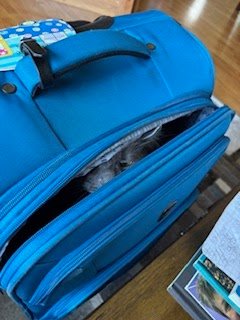 Tuesday Night Cat Blogging