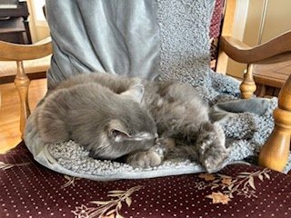 Thursday Night Cat Blogging