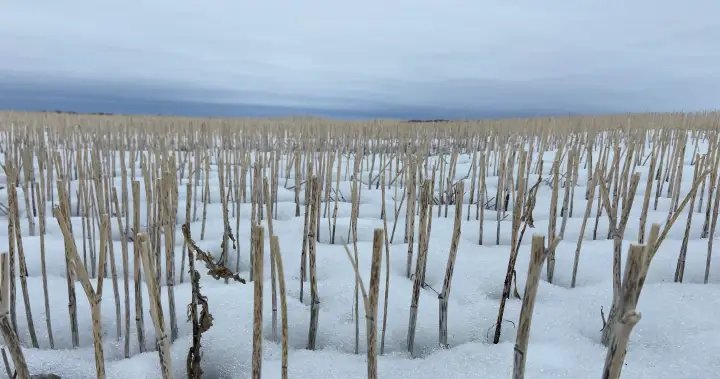 Spring snow coming as central Alberta farmers say fields in better shape than recent years