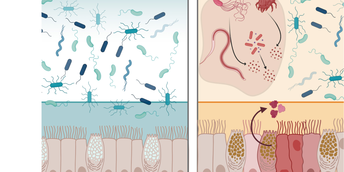 A natural protein may protect the GI tract from infection