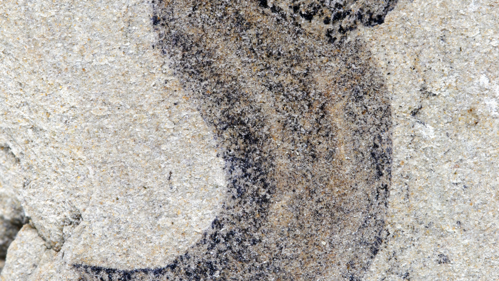 New fossil deposits show complex animal groups predating the Cambrian