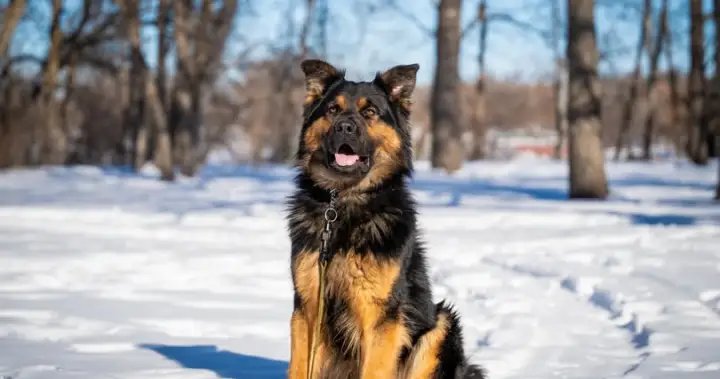 RCMP dog helps nab home invasion suspect in Manitoba – Winnipeg