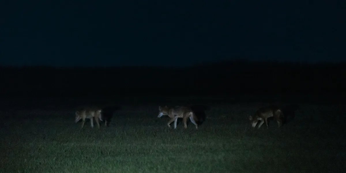 Colossal Biosciences said it cloned red wolves. Is it for real?