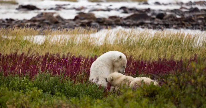 Northern Manitoba could see ‘protected land’ label for Seal River Watershed – Winnipeg