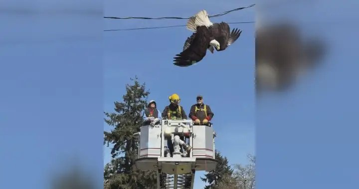 Fighting bald eagles rescued in Surrey, B.C. after caught in power line
