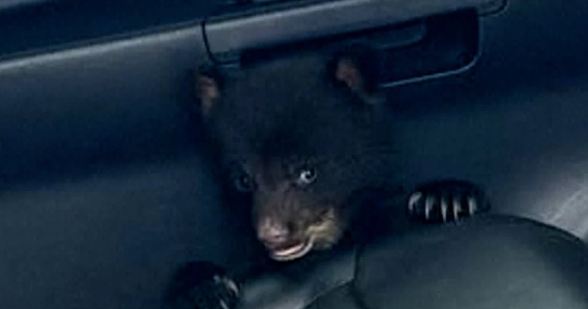 New Jersey state trooper rescues a bear cub