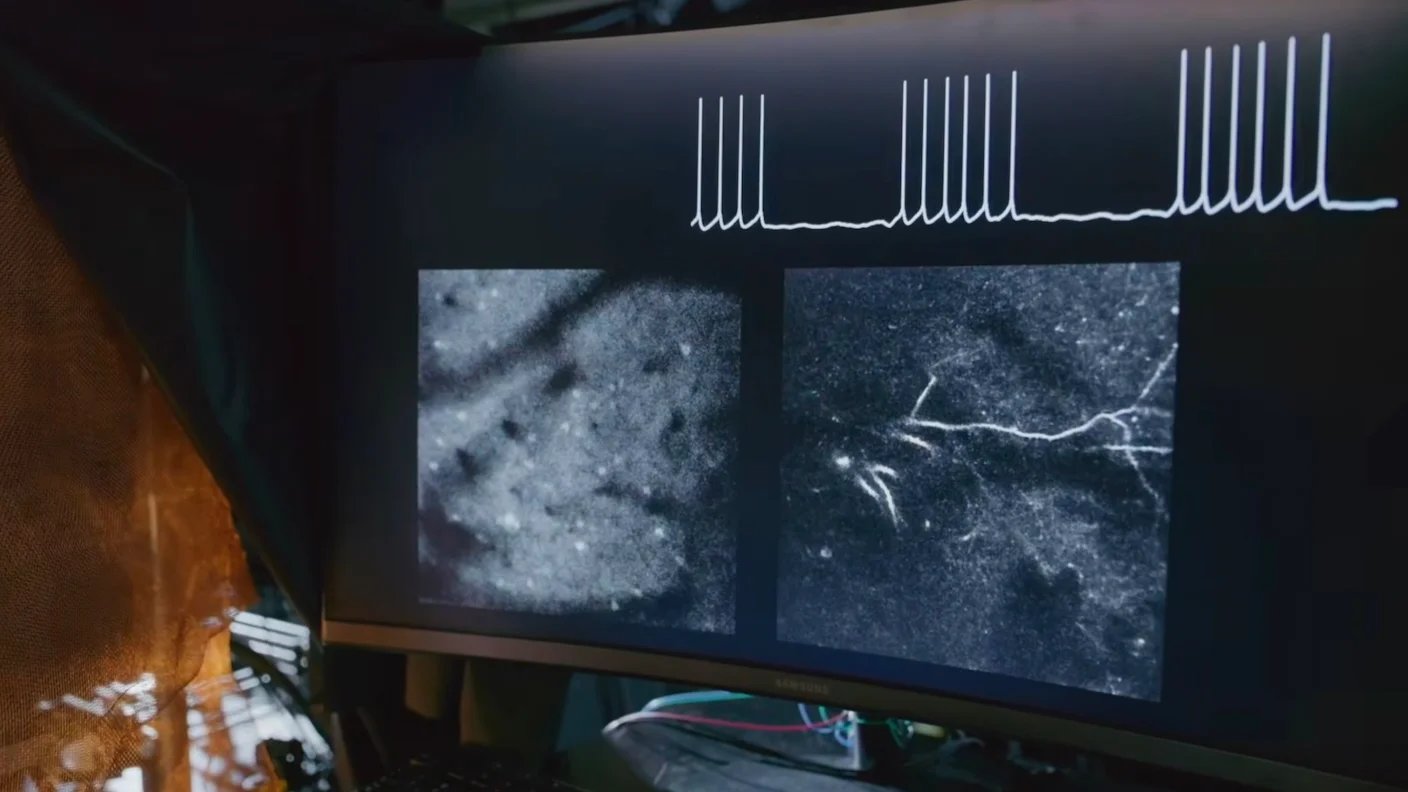 Scientists Grow Electronics Inside the Brains of Living Mice