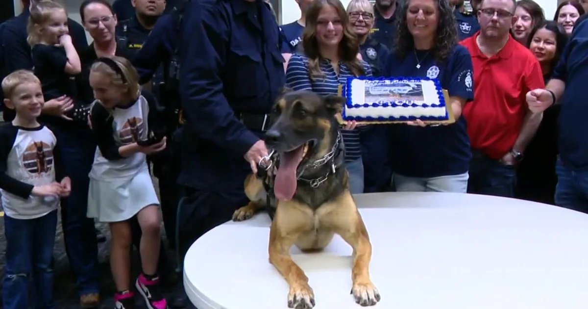 Dallas Police Department throws retirement party for K-9 after he and his officer were shot