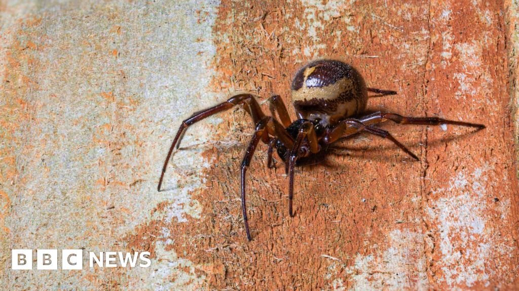 Are spider bites on the rise in England?