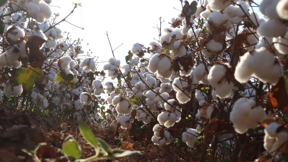 FarmRaise and Avalo Collaborate on AI-driven Cotton Innovation