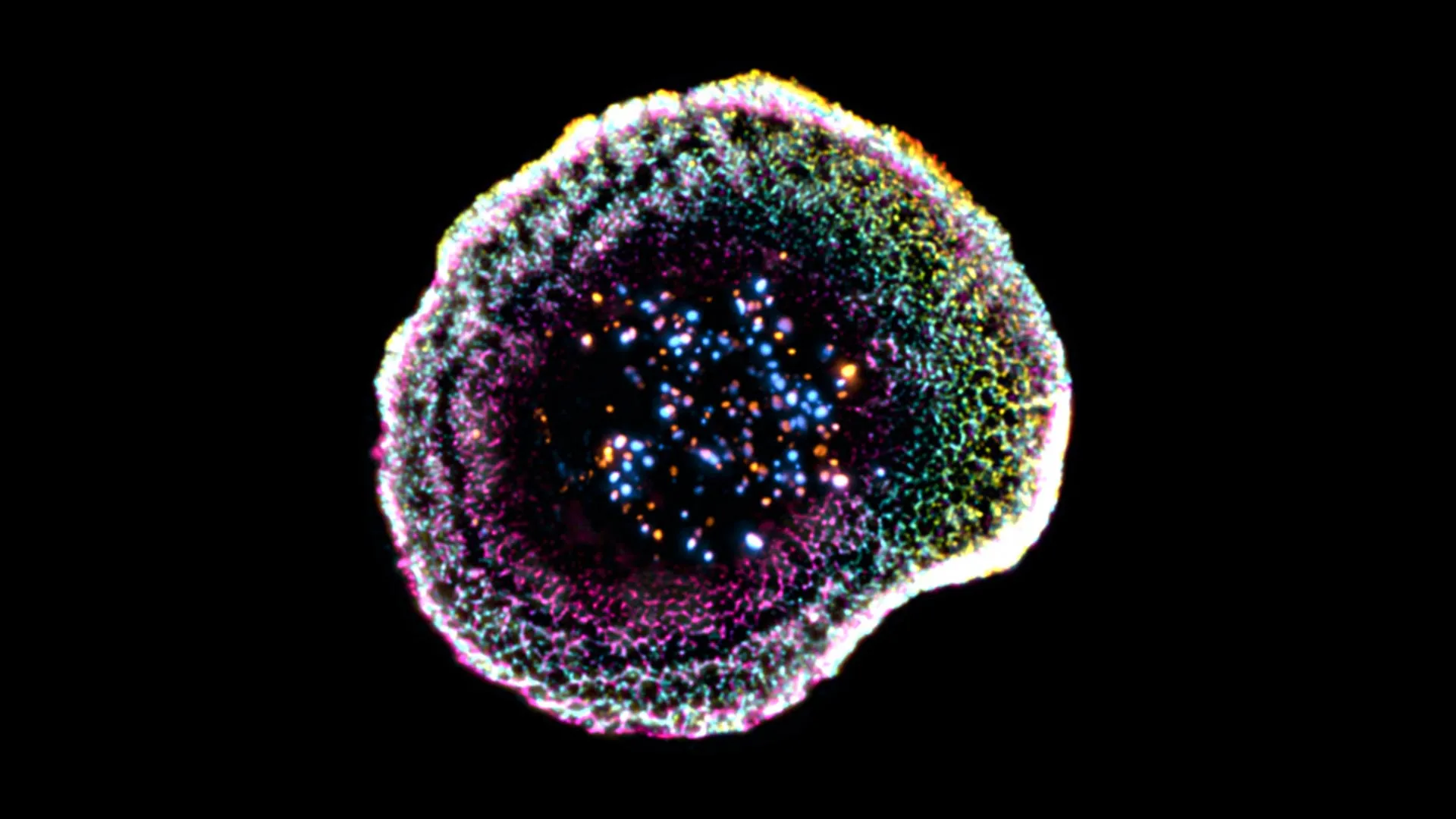 First-ever 3D view shows how killer T cells destroy cancer