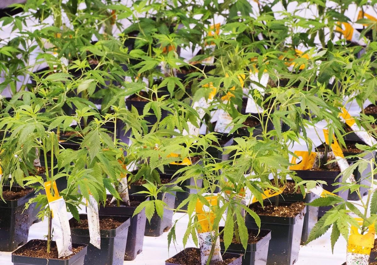 Aurora Cannabis Inc. buys Safari Flower Co. in $26.5M deal