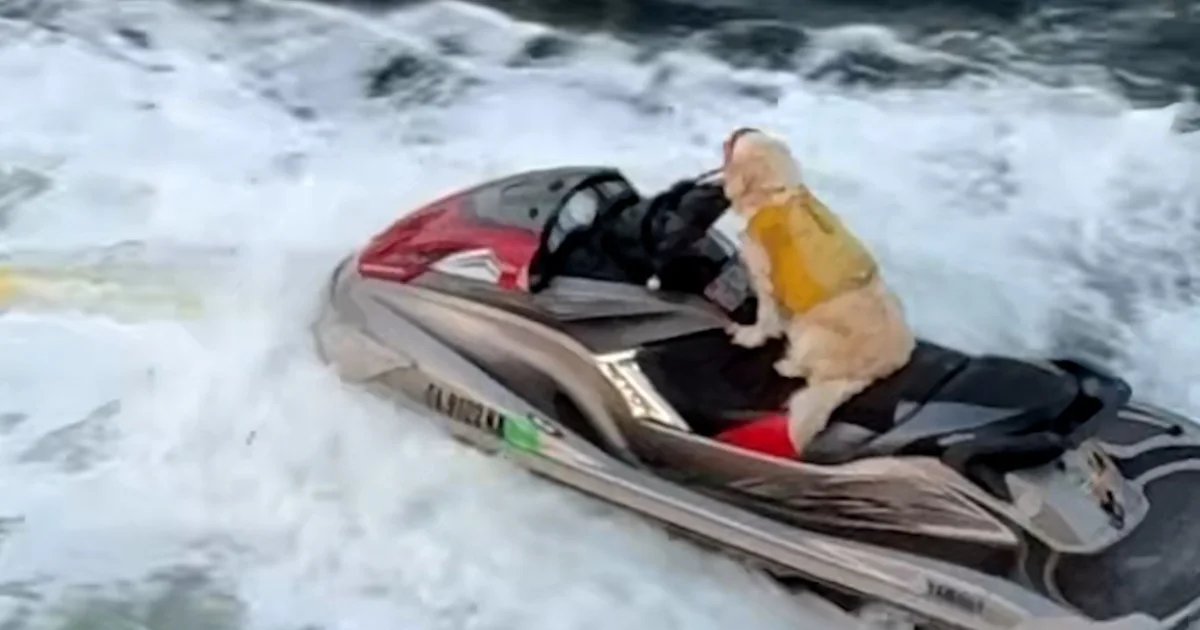 Man on jet-propelled hoverboard leads dog on jet ski