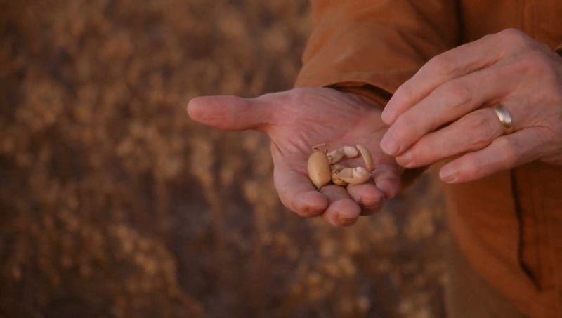 Protein-maxxing, GLP-1s have US farmers betting on peas and lentils