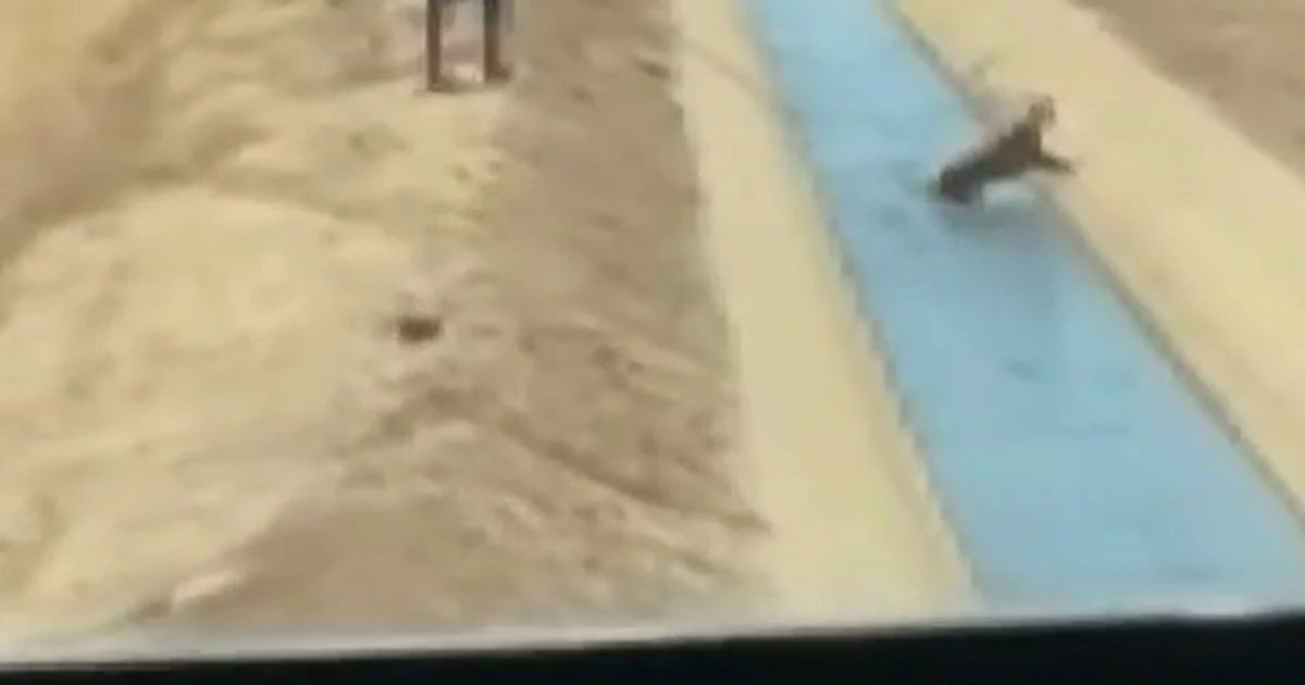 Dog rescued from Arizona canal during school field trip