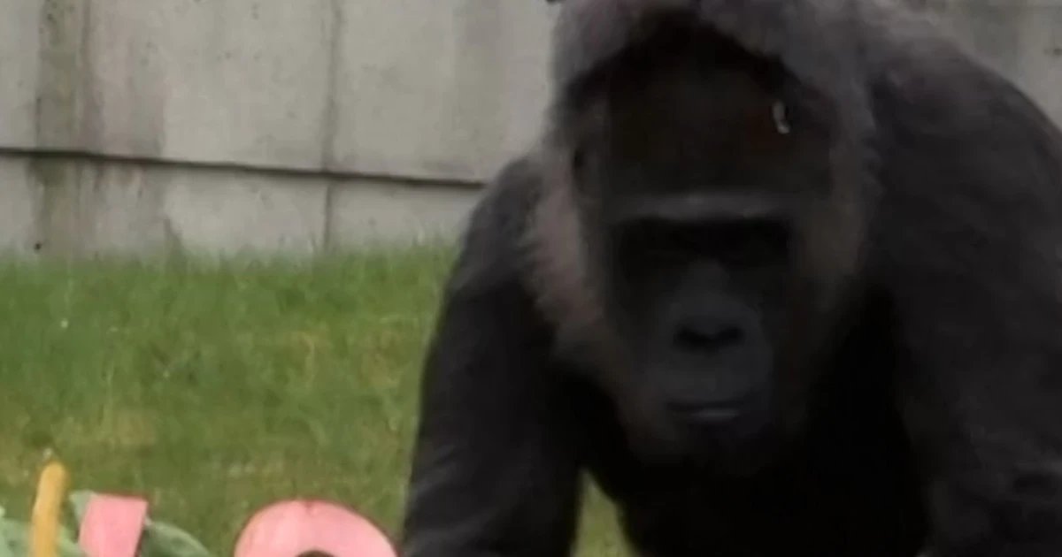 World’s oldest known gorilla celebrates 69th birthday