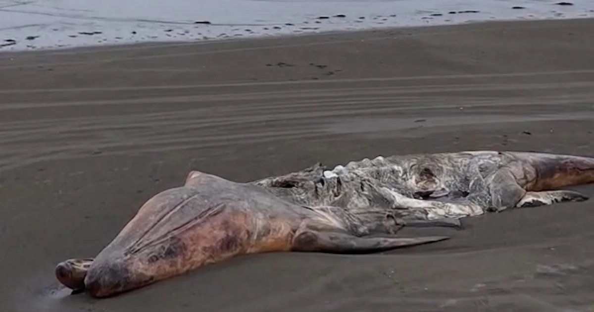 Concerning number of whales washing ashore in Washington