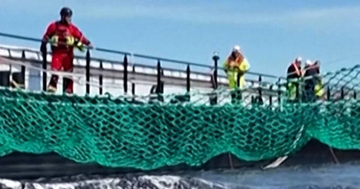 Stranded humpback whale coaxed onto rescue barge
