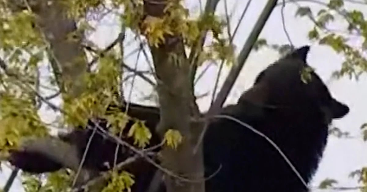 Black bear rescued from tree in Albany