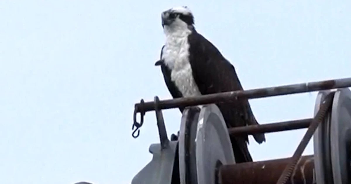Ospreys halt construction after making a nest on a crane