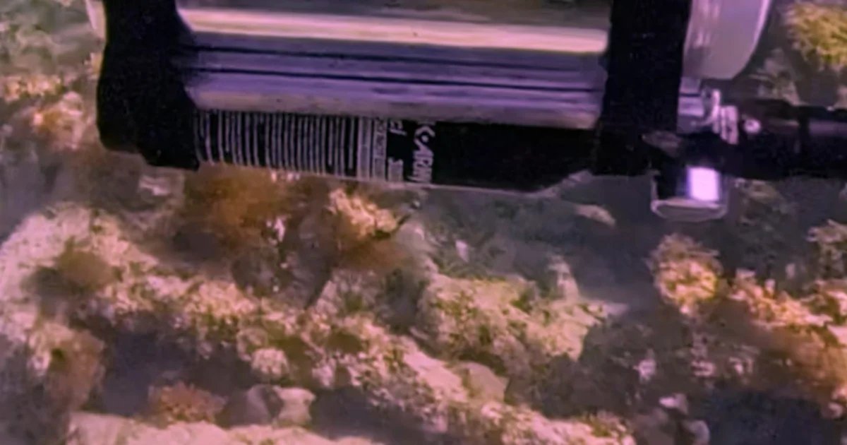 Viral video shows a bird ‘scuba diving’ in a submersible