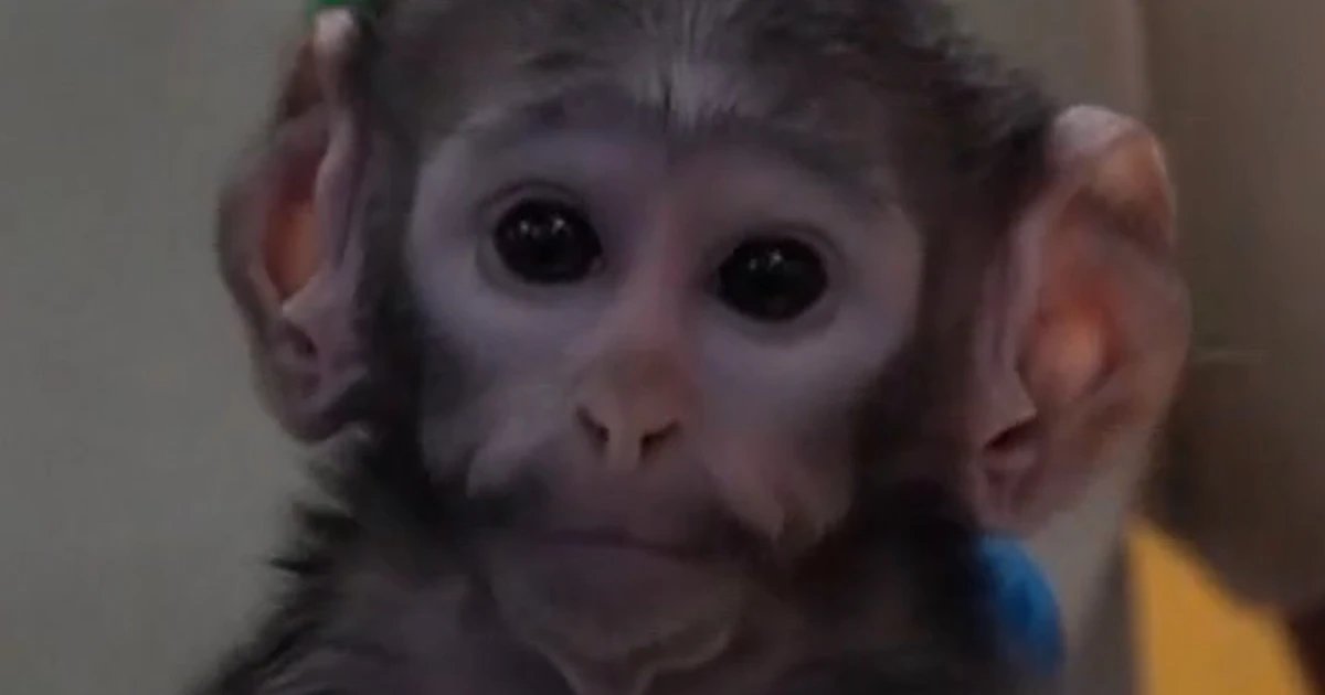 Mexican zoo’s baby monkey bonds with plush companion