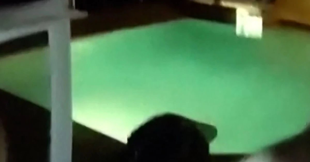 Officer pulls alligator from pool in Florida