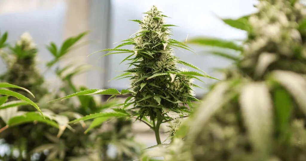 Justice Department eases restrictions on some marijuana products